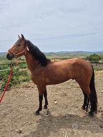Cavallo andaluso Baskin
