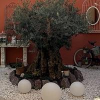 Olivo Secolare