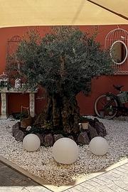 Olivo Secolare