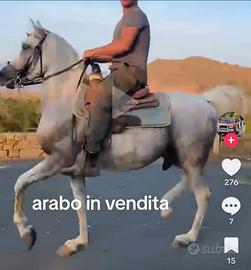 Cavallo Arabo