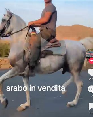 Cavallo Arabo