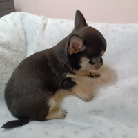 Chihuahua