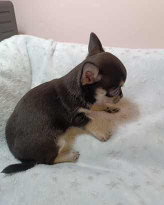 Chihuahua
