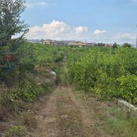 Terreno - Mascali