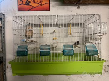 Coppia di bengalini con gabbia e accessori