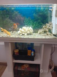 acquario con carpe e accessori 