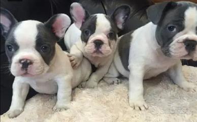 Bulldog francese bianco e nero ultimo maschio