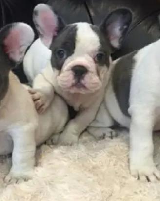Bulldog francese bianco e nero ultimo maschio