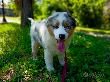 Cuccioli di pastore australiano con pedigree