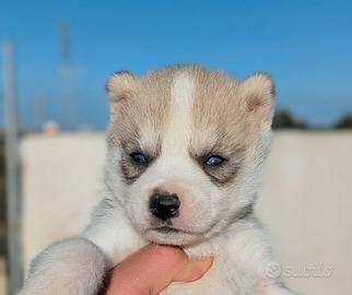Cuccioli di Siberian Husky