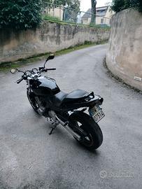 Honda hornet