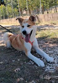 Giovane mix akita inu socievole e piena di sprint