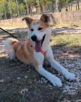 Giovane mix akita inu socievole e piena di sprint