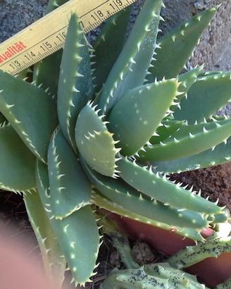 Pianta grassa sottospecie aloe
