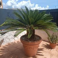 Pianta Cycas Revoluta 