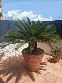 Pianta Cycas Revoluta 