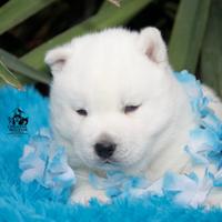 Cuccioli Siberian Husky Total White Pedigree Enci