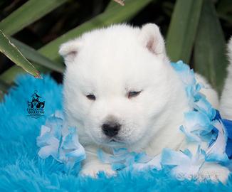 Cuccioli Siberian Husky Total White Pedigree Enci