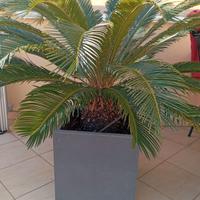 3 cycas