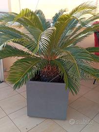 3 cycas