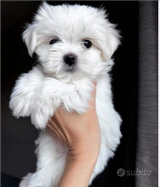 Cuccioli maltese