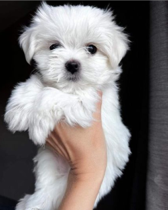 Cuccioli maltese