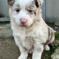 Border collie con pedigree