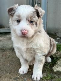 Border collie con pedigree