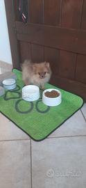 volpino spitz 
