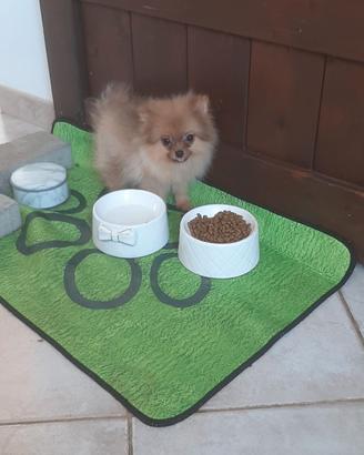 volpino spitz 