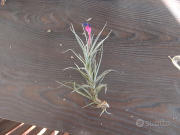 Tillandsia aeranthos