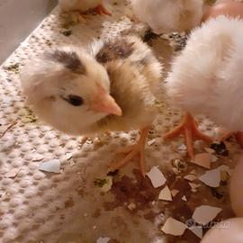 Pulcini razze ornamentali