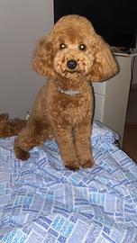 Barboncino per MONTA