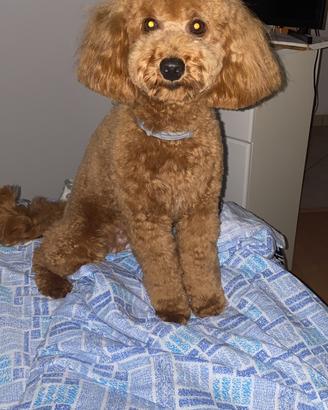 Barboncino per MONTA