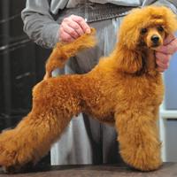 Barbone TOY Fulvo RIPRODUTTORE