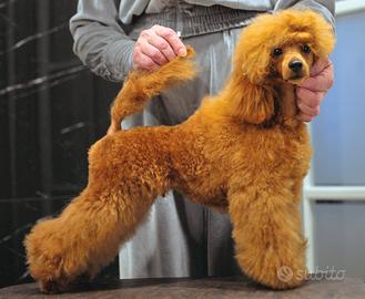 Barbone TOY Fulvo RIPRODUTTORE