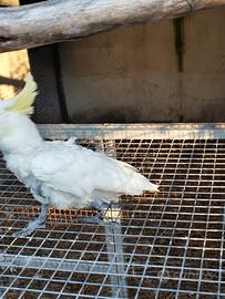 Animali