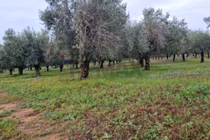 Terreno - Vittoria