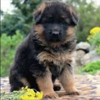 Cuccioli di cane da pastore tedesco