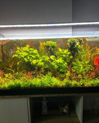Acquario tropicale