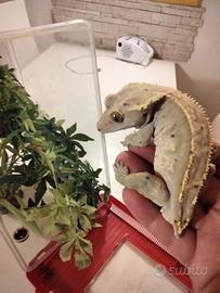 Geco ciliatus 