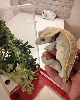 Geco ciliatus 
