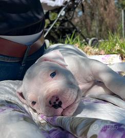 Cucciolo dogo argentino