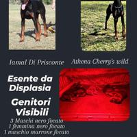 Cuccioli di Dobermann