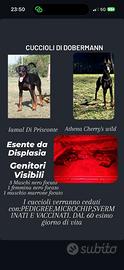 Cuccioli di Dobermann