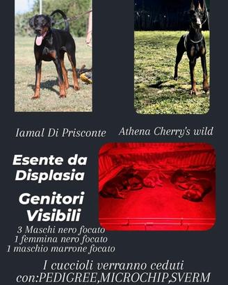 Cuccioli di Dobermann