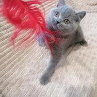 Cuccioli di British Shorthair nella colorazione bl