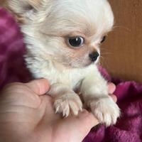 Fratellini di chihuahua morfologia perfetta