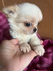 Fratellini di chihuahua morfologia perfetta