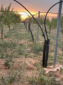 Mandorleto specializzato